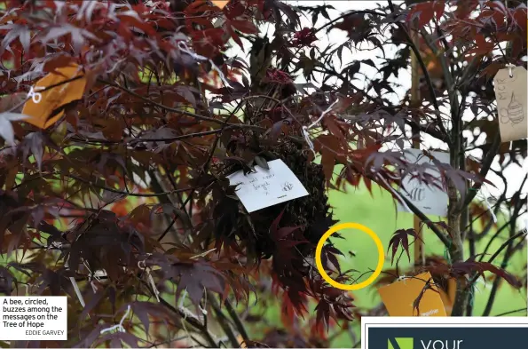  ?? EDDIE GARVEY ?? A bee, circled, buzzes among the messages on the Tree of Hope