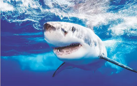 Racing toward great white sharks - PressReader
