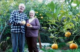  ?? (Photo archive Nice-Matin) ?? Tony et Gislaine Damiano dans leur verger bio, en janvier dernier, en pleine récolte des agrumes.