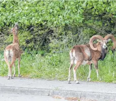  ?? FOTO: BODO MARKS/DPA ?? Zwei wilde Mufflons haben es sich in dem kleinen Dorf Kaaks in SchleswigH­olstein gemütlich gemacht.