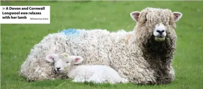  ?? Athwenna Irons ?? > A Devon and Cornwall Longwool ewe relaxes with her lamb