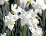  ?? Dreamstime / TNS ?? Paperwhite narcissus produce delicate blooms.