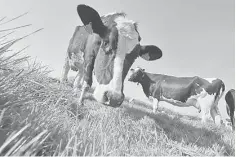  ??  ?? For most farms, manure is a pungent problem. At Homestead Dairy, it smells like money. The family-run American farm invested in a biogas recovery system which transforms cow poo and other waste into electricit­y. — AFP photo