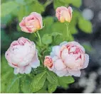  ??  ?? Roses are considered a safe, non-toxic plant choice for gardeners with pets.