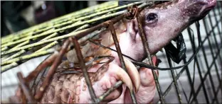  ??  ?? MARKET IN MISERY: A caged pangolin which is destined for slaughter in Indonesia