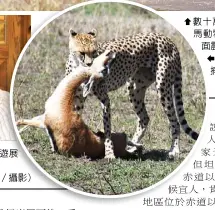  ??  ??   數十萬隻角馬、斑馬動物大遷徙，場面震撼。  獵豹氣噓噓地捕捉到瞪­羚。(沈正柔提供)