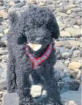  ??  ?? This playful chap enjoying a walk at Tongue is Freddie, who lives with Bozena Mackintosh in Inverness.