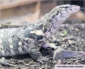  ??  ?? > An Asian water monitor