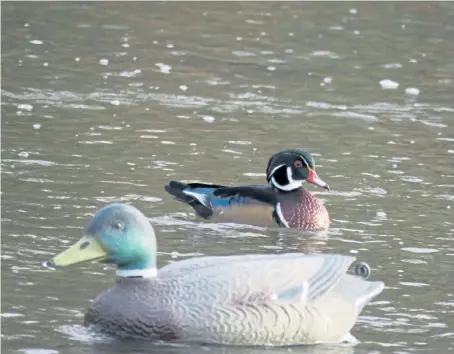  ?? Kirk W. Davidson, Special to The Denver Post ?? A drake wood duck is dwarfed by a mallard decoy in the Arkansas River.