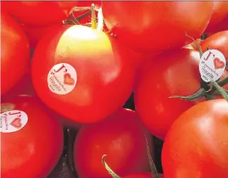  ??  ?? Quebec’s tomato crop is a little late this year, spurring concern there won’t be time to get the entire harvest in.