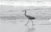  ??  ?? A blue heron forages in the surf of Canaveral National Seashore.