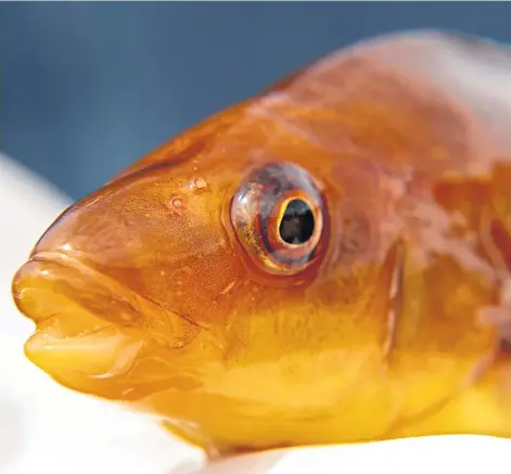  ??  ?? BREEDING: A study has been launched to identify “bold” Ballan wrasse to use as “cleaner fish” at salmon farms.