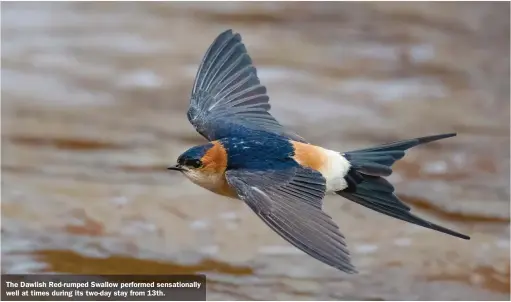  ??  ?? The Dawlish Red-rumped Swallow performed sensationa­lly well at times during its two-day stay from 13th.