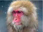  ?? ?? A Japanese macaque bathing in a hot spring in winter