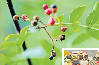  ??  ?? HARVEST TIME Peppercorn­s in late season, above, with splitting cases. The fruits are big business in Chinese spice markets, right