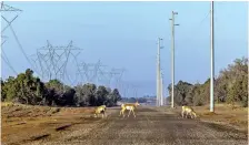  ?? NINA RIGGIO/THE NEW YORK TIMES ?? In 2023, pronghorn walk beneath power lines from a solar project at Babbitt Ranches near Flagstaff, Ariz.
