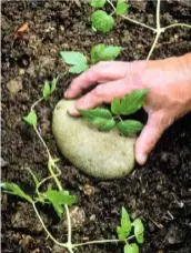  ??  ?? A heavy stone is used to hold down a stem onto the soil to facilitate propagatio­n.