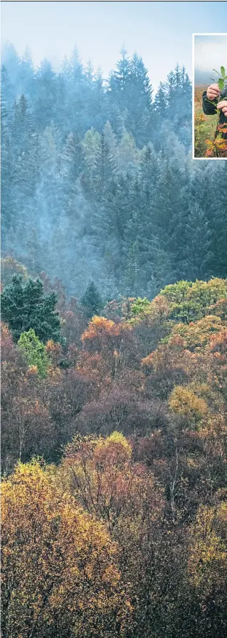  ?? Pictures Andrew Cawley ?? Queen Elizabeth Forest Park near Aberboyle, shows off autumnal hues, main, and, above, Forestry And Land Scotland’s John Hair with a young oak tree