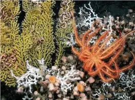  ?? ECOGIG via The New York Times ?? A Lophelia pertusa is shown with a brisingid sea star, Paramurice­a and other animals in a reef deep in the Gulf of Mexico.