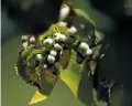  ??  ?? Parasitic galls grow on the leaves of an American elm on the Plaza.