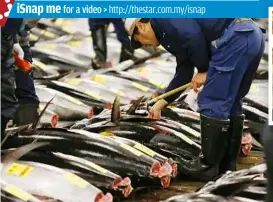 ??  ?? Dwindling supply: a prospectiv­e buyer inspecting the quality of tuna at the Tsukiji Market in Tokyo. Bluefin tuna is highly sought but conservati­onists fear the species has dwindled to below 4% of its original population.
