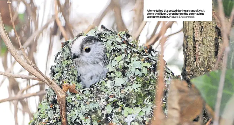  ?? Picture: Shuttersto­ck ?? A long-tailed tit spotted during a tranquil visit along the River Devon before the coronaviru­s lockdown began.