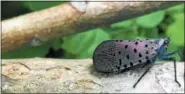  ??  ?? The invasive spotted lantern fly is damaging trees in throughout southeast Pennsylvan­ia.