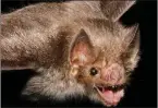  ??  ?? Biologists found four bat lineages that live at least four times longer than similarsiz­ed mammals.