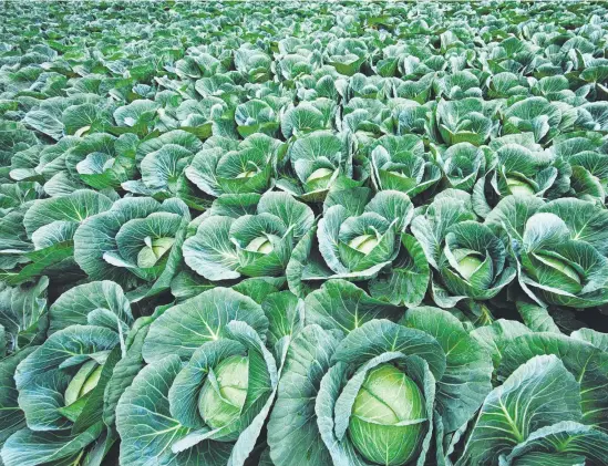  ??  ?? A bountiful cabbage field and (from top left) butterhead lettuce, wong bok and broccoli.