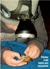  ??  ?? Peeler crab baits are essential