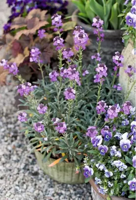  ??  ?? ‘Bowles’s Mauve’ produces masses of small, but unfragranc­ed, flowers from March. A useful cut flower, it grows to 30in (76cm) tall.