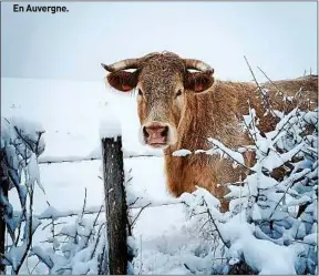  ??  ?? En Auvergne.