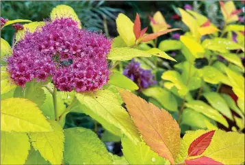  ?? PHOTOS CONTRIBUTE­D BY NORMAN WINTER ?? In May at The Garden Guy’ s house, Double Play Candy Corn spirea starts producing the first purple red frilly blooms.