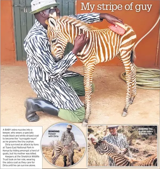  ??  ?? BONDING Keeper with Diria
CARING The orphan zebra is bottle-fed