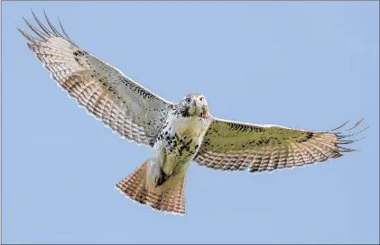  ?? ANDREW MACTAVISH PHOTO ?? The broad wings and tail of the red-tailed hawk help keep the red-tailed hawk aloft with little flapping of the wings.