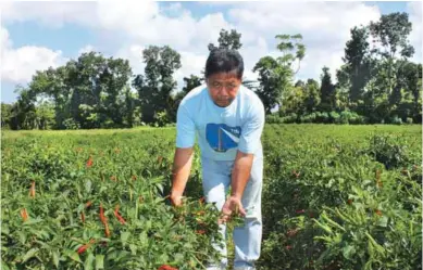  ??  ?? Farmer Elmer L. Umali proudly shows some of the fruiting Pinatubo F1 hybrid pepper variety at his farm in Barangay San Fernando, Sto. Tomas, Batangas.