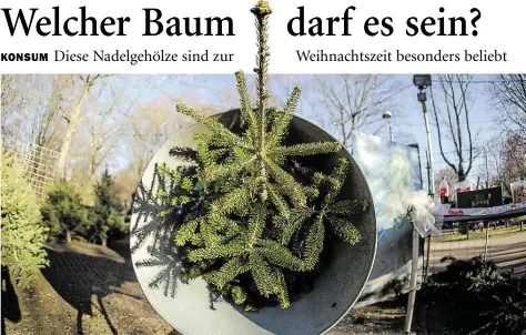  ?? DPA-BILD: CHRISTOPH SCH=IDT ?? Im November geht sie wieder los: die Weihnachts­baumsaison (im Bild eine Verkaufsst­elle in Stuttgart)