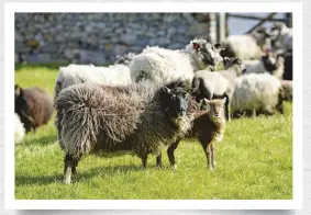  ??  ?? ABOVE Shetland sheep and lambs graze