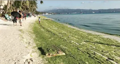  ??  ?? Pulau Boracay dicemari alga di sepanjang pantainya.