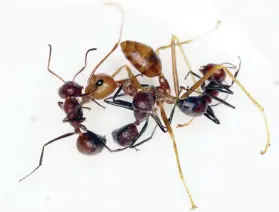  ?? Bild: ALEXEY KOPCHINSKI­Y, TU VIENNA/TT ?? KAMP. När en större myra attackerar kan ett antal mindre arbetsmyro­r av den nyligen beskrivna arten Colobopsis explodens bita sig fast, rikta sina bakdelar mot den och sedan explodera, för att döda eller åtminstone stoppa hotet.