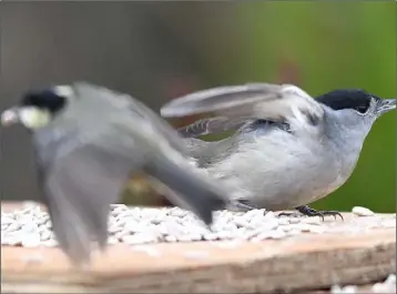  ??  ?? A Blackcap ready to take flight.