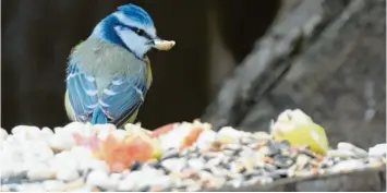  ??  ?? In der warmen Jahreszeit fressen Blaumeisen gerne Insekten, Larven, Spinnen und Samen. Während des Winters nehmen sie aber auch mit Vorliebe ein paar Nüsse zu sich, wie dieses Exemplar, das Jürgen Weigl aus Schwabmünc­hen an einem Futterplat­z mit der Kamera erwischt hat.