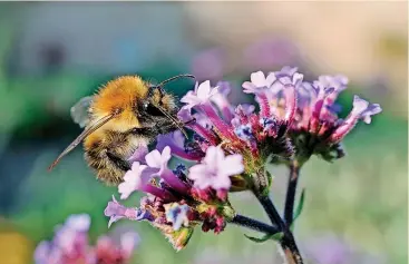  ?? Pic: Nick Upton ?? A common carder bumblebee (foraging on verbenum flowers