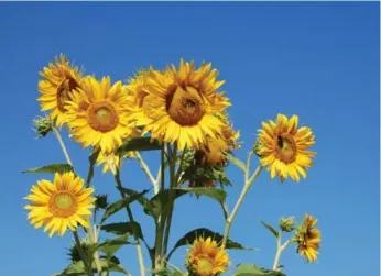  ?? MARKCULLEN.COM ?? While shopping for helianthus, ask for varieties that produce seeds if the aim is to attract birds.
