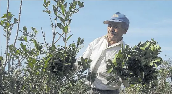  ??  ?? Unidos. Con apoyo del INTA, 62 productore­s y 16 secadores de Oberá se convirtier­on en la Coop. de Productore­s de Yerba Mate “Barbacuá” Ltda.