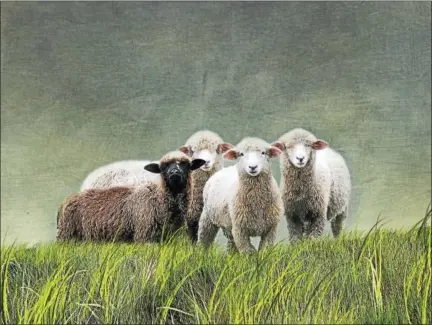  ?? CONTRIBUTE­D PHOTO ?? Judith Secco’s “Black Sheep,” is included in this year’s exhibition and sale, Wine, Women and Art, which runs from Sept. 2-25.