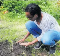  ?? ?? Dr Irene Amoke plants seeds at Emboo Camp in
Masai Mara. Photo: Kenya Wildlife Trust