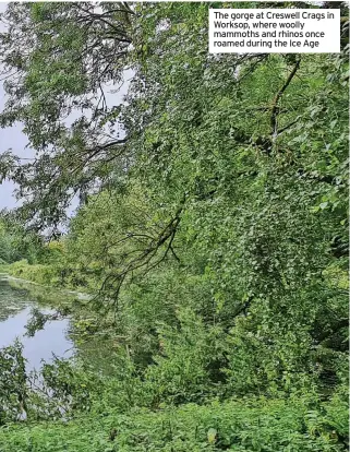  ??  ?? The gorge at Creswell Crags in Worksop, where woolly mammoths and rhinos once roamed during the Ice Age