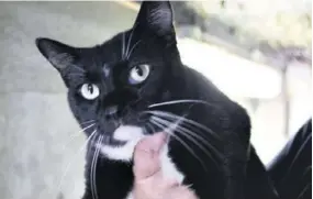  ??  ?? This ‘tuxedo’ cat has a gentle, loving personalit­y and would be a good family pet