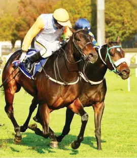  ?? Picture: JC Photograph­ics ?? GOOD FORM. Royal Wulff will be looking for his fourth successive victory in Race 5 at Turffontei­n on Sunday.